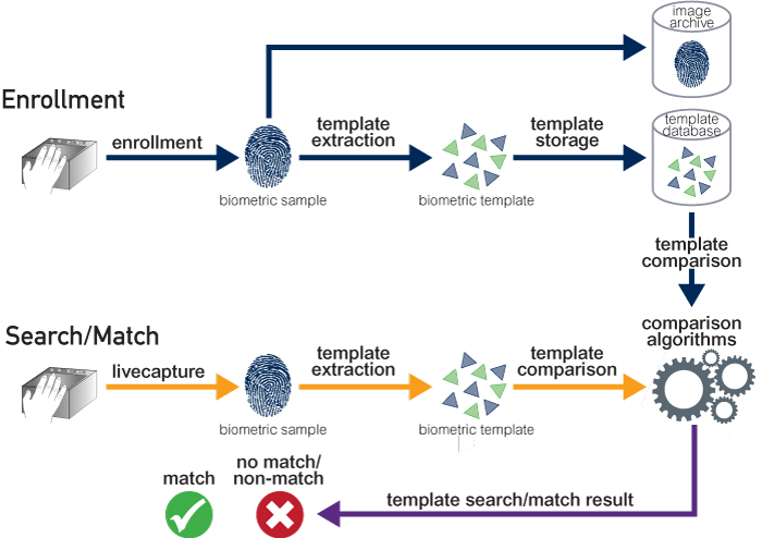 wab_biometric-processes